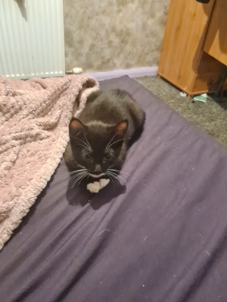 Adorable black and white kitten for sale