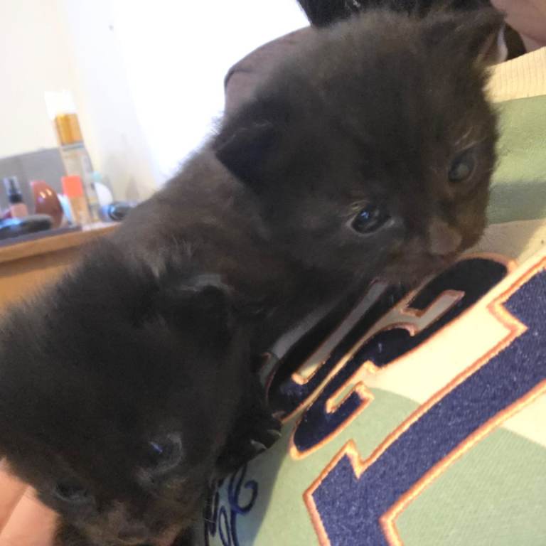 Black Fluffly Kittens 