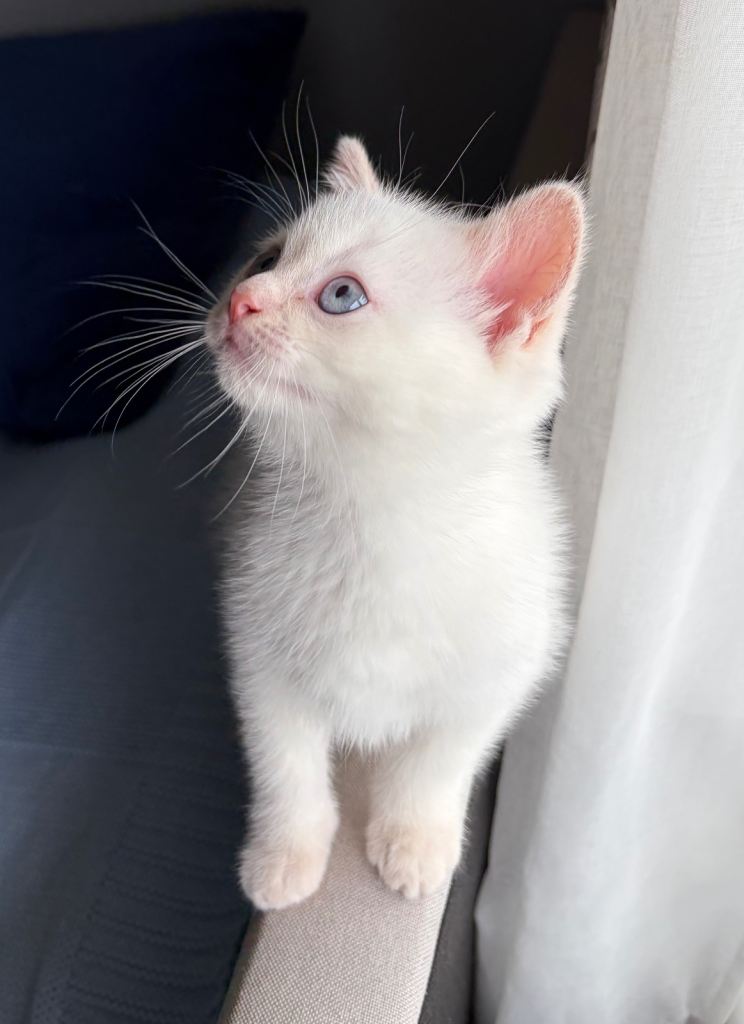 Kitten mixed of Ragdol and British shorthair 