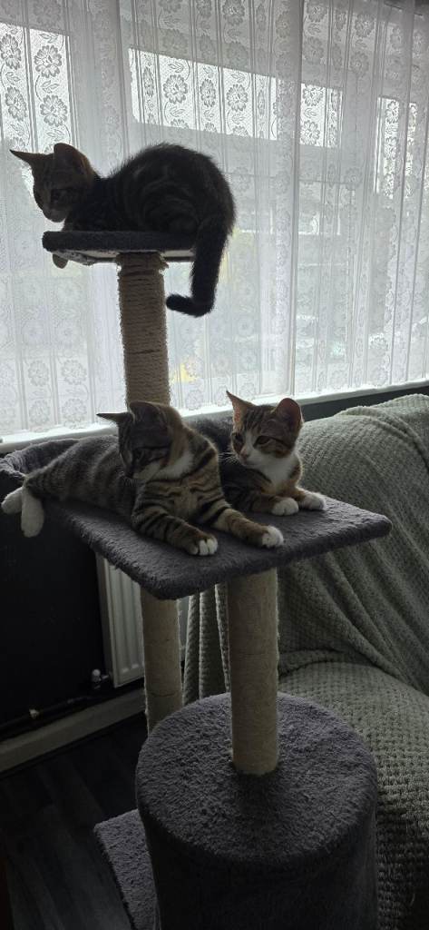 Male kittens 