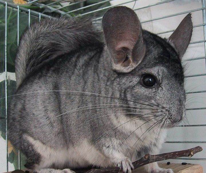 Chinchilla for sale