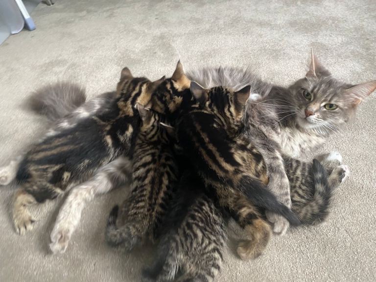 4x MALE 1X MALE KITTENS. 1X 2 YEAR OLD CAT.