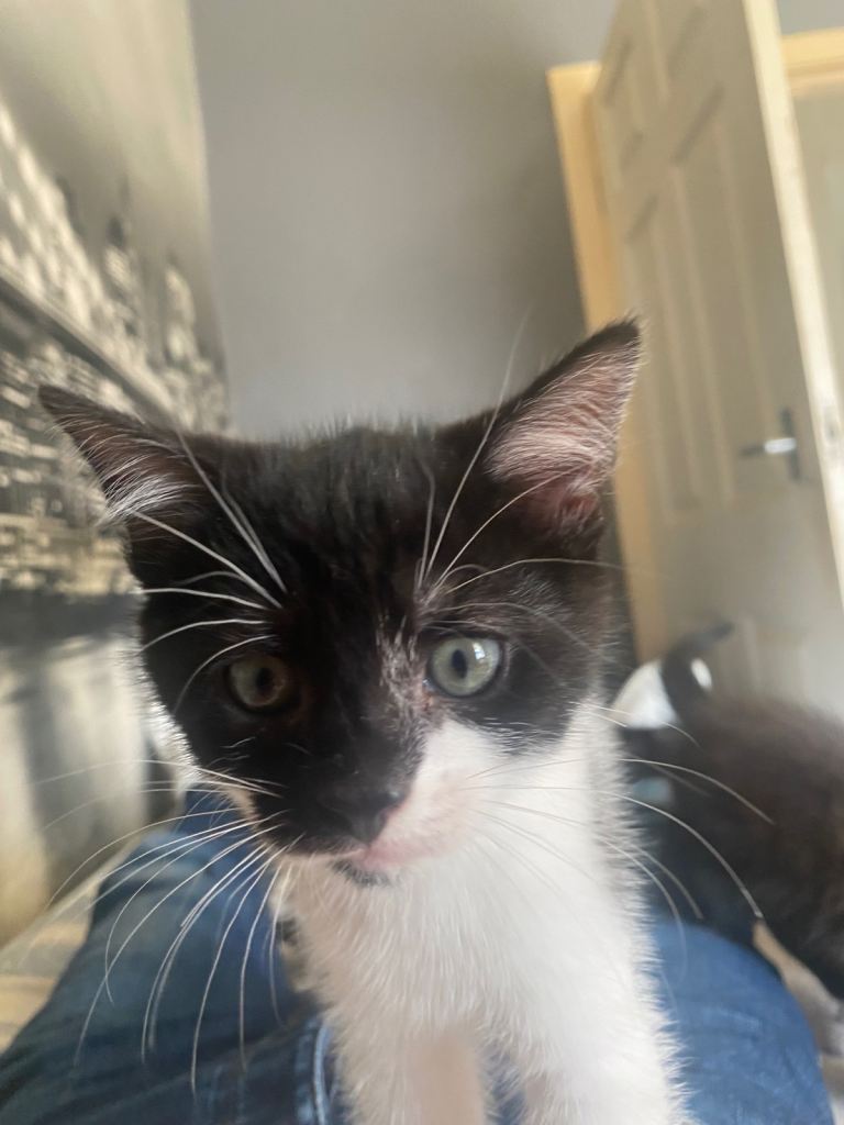 Kittens for sale 