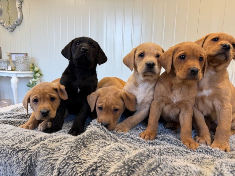 Stunning Labrador puppies 