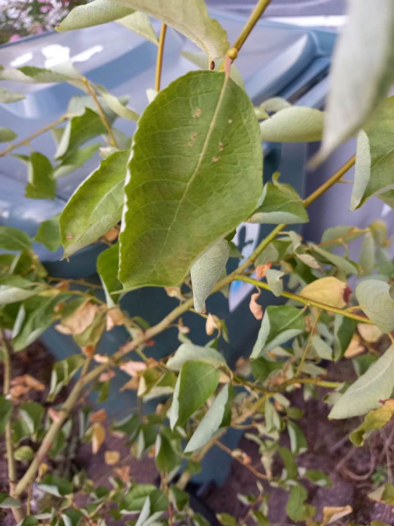 Free tree