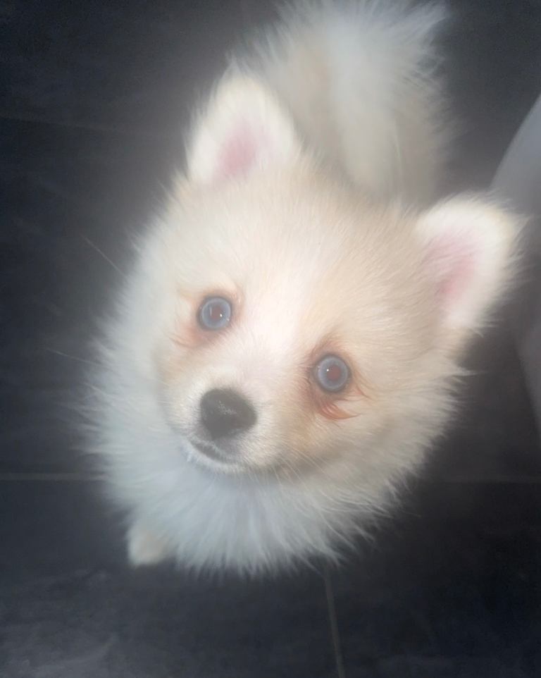 Pomsky pups READY TO LEAVE