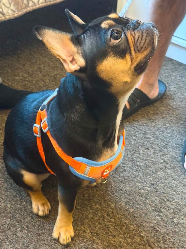Dog