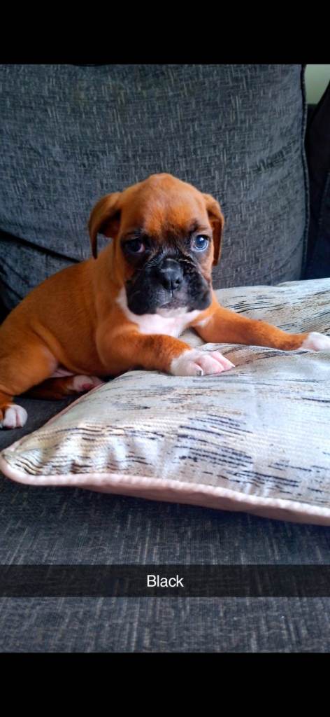 Boxer puppies 