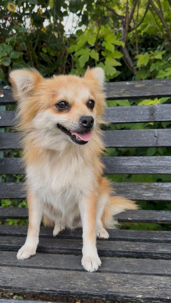 Beautiful Pomeranian girl 