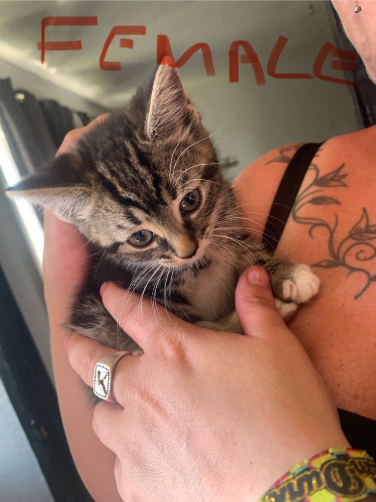 4 x Kittens ready to go