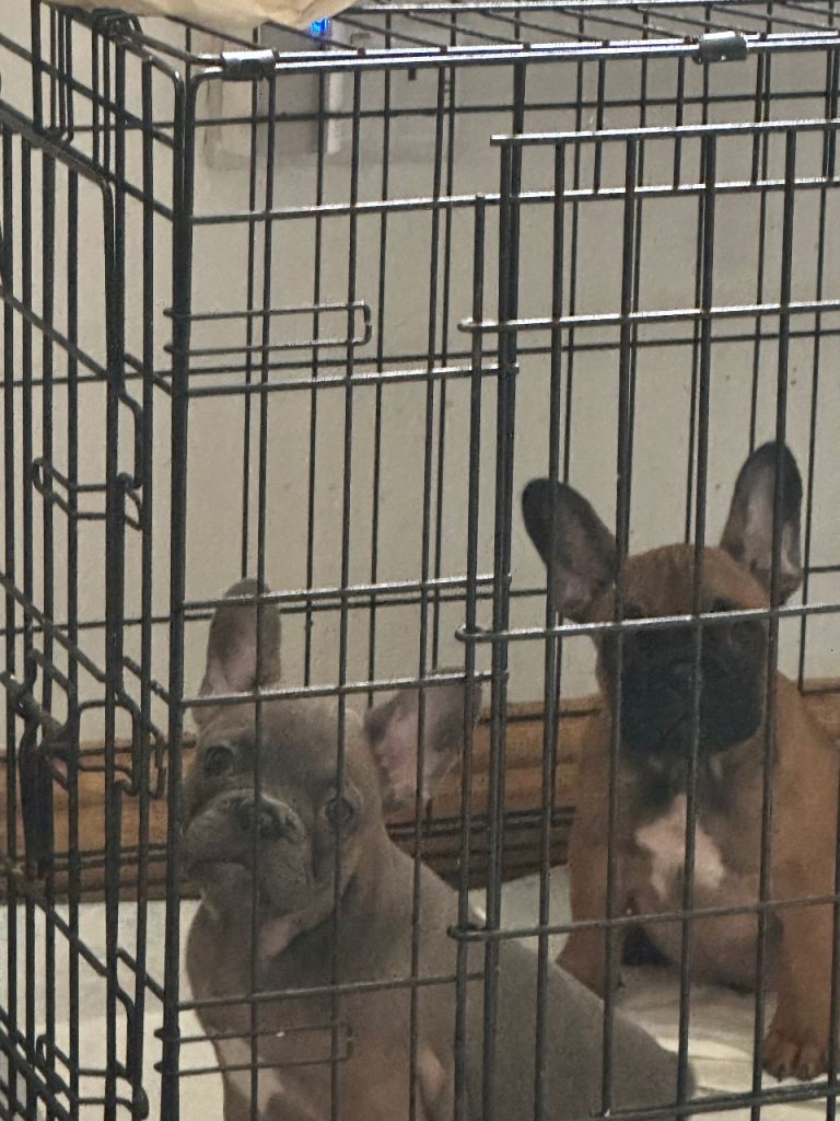 French bulldog puppies for sale