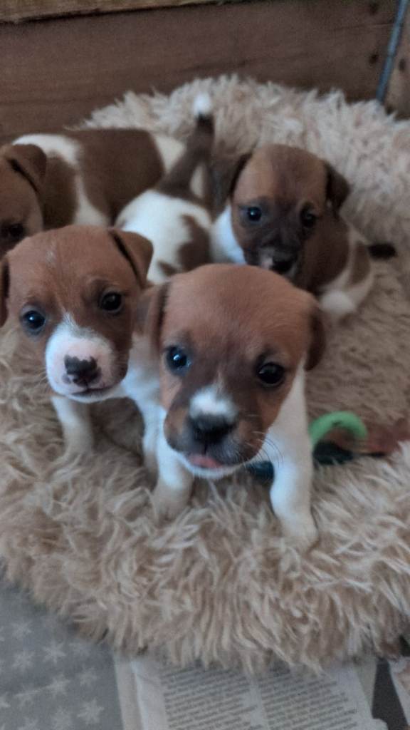Jack Russell puppies