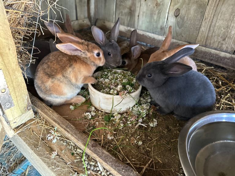 Rex Standard Rabbits, kits, bunnies