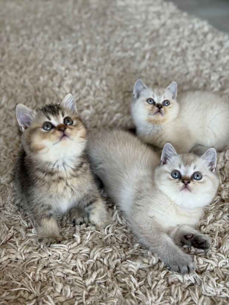 🥇colour point lilac Pedigree GCCF British short hair kittens ready now