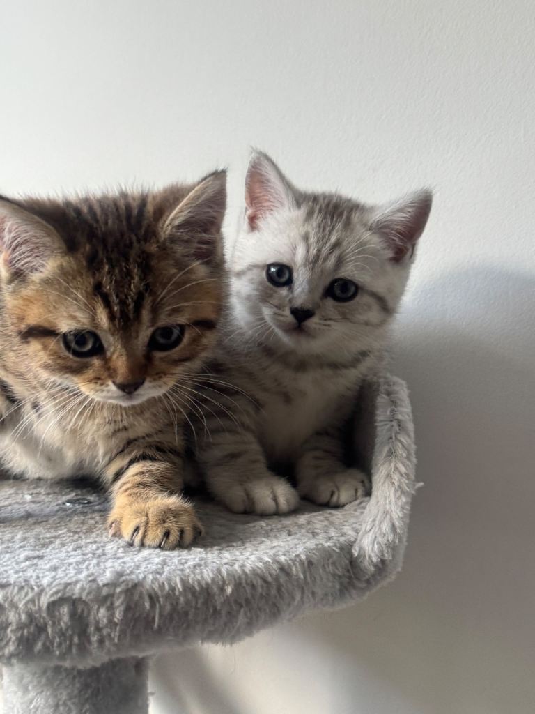 Kittens 
