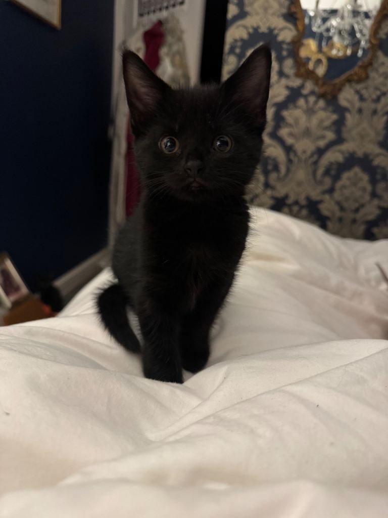 Affectionate playful kittens for sale 