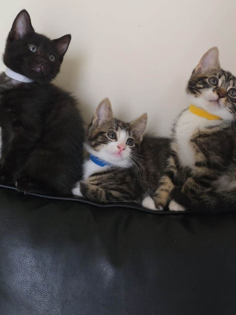 Kittens 3 boys 3 girls
