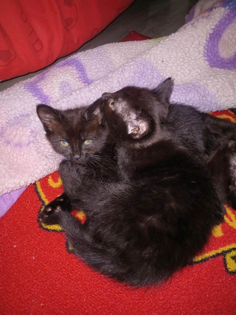 Two black female kittens