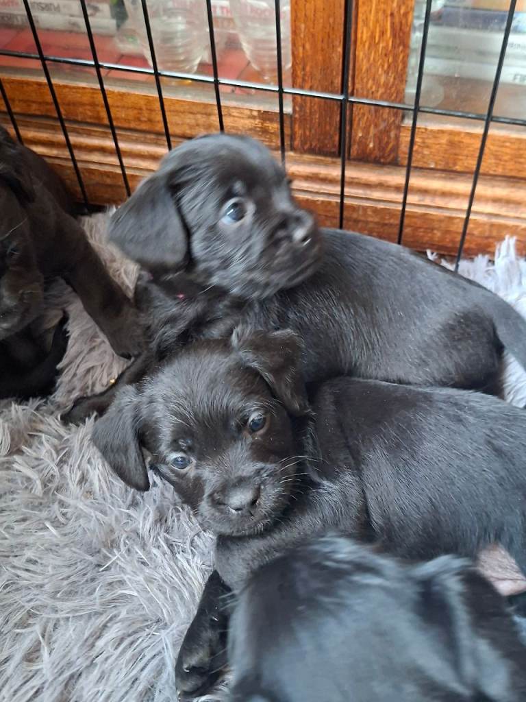 Miniature poodle cross frech bulldog puppies 
