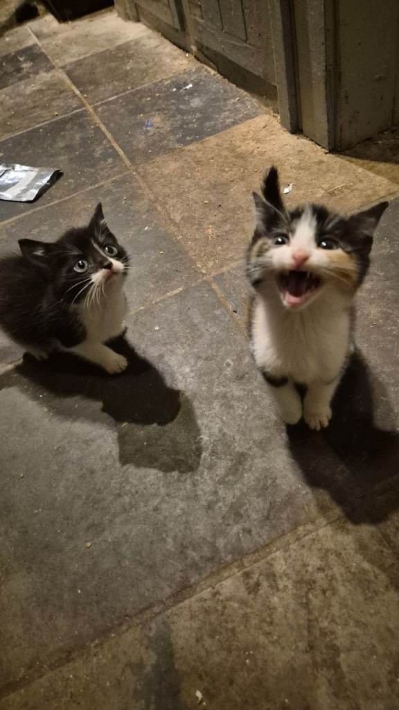 4 kittens - 2 left