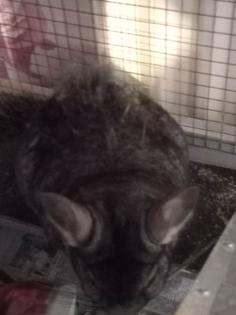 4yr old male chinchilla 