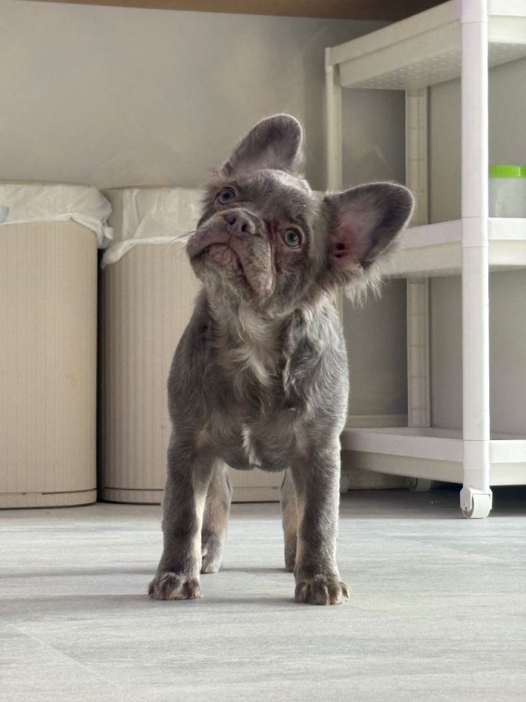 REDUCED FRENCH BULLDOG PUPPIES