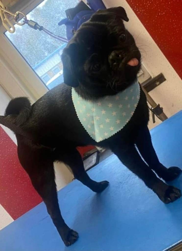 🐾 KC Registered 4-Year-Old Male Black Pug – £500