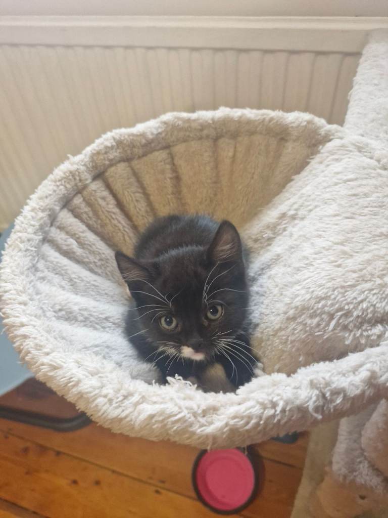 British Short Haired kittens 3 boys 3 girls