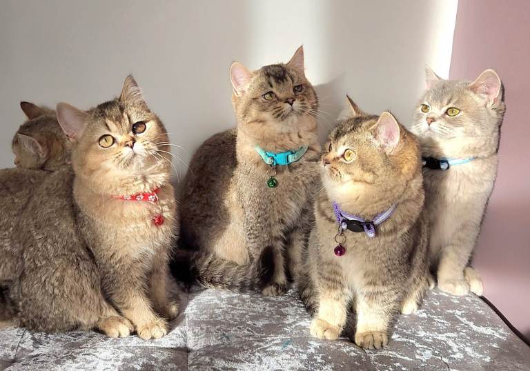 Beautiful British Shorthair Kittens