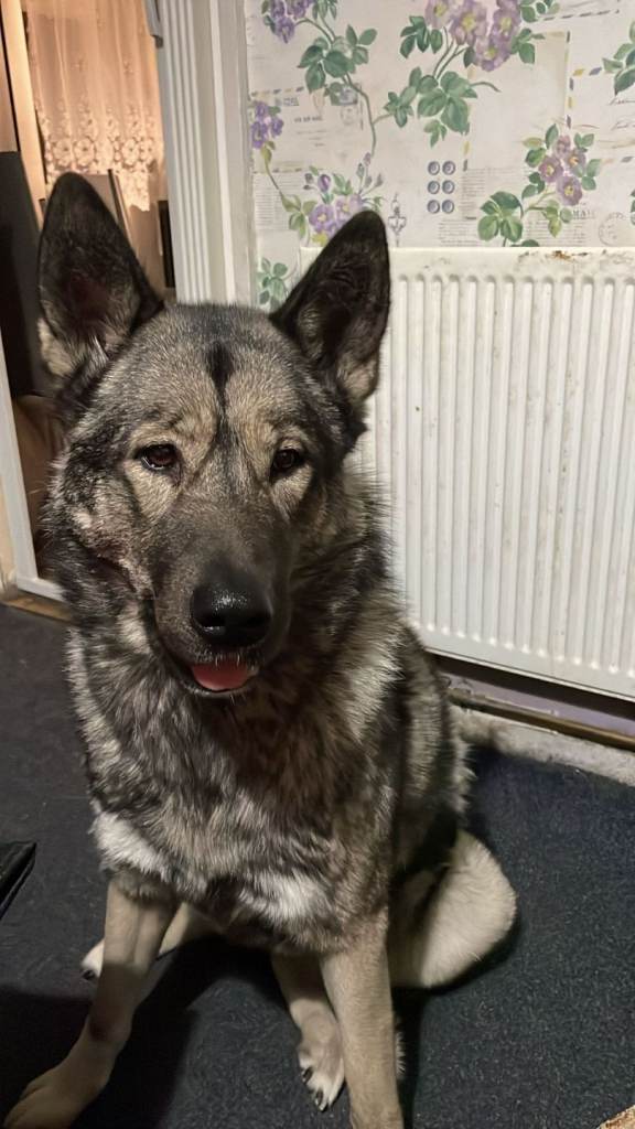 Lovely female dog 2 years old called Cece 