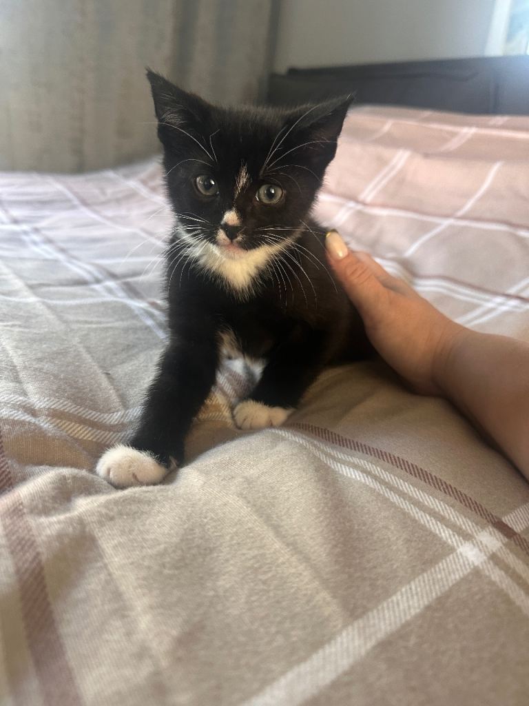 Black and white kittens