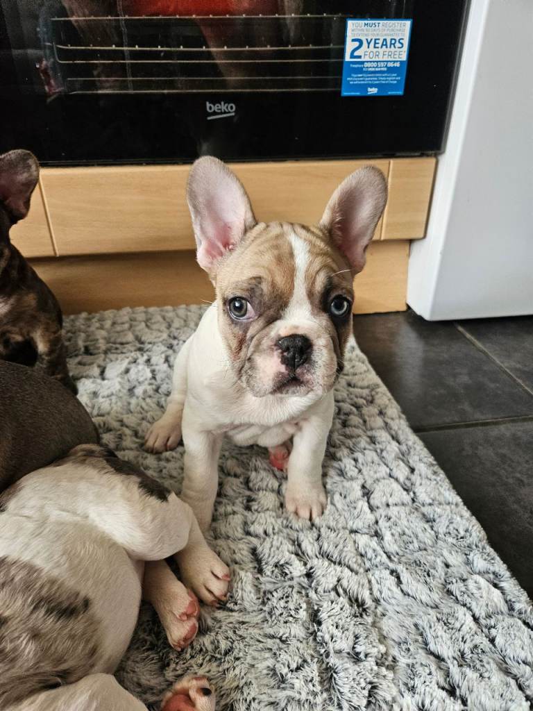 Beautiful French Bulldog puppies ready for their forever homes 🐶❤️ 