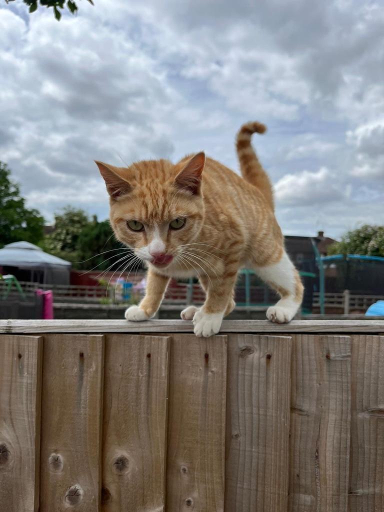 Two cats for sale
