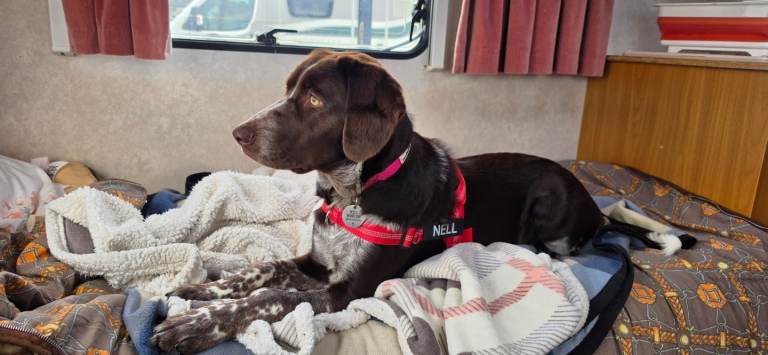 Reluctant rehome