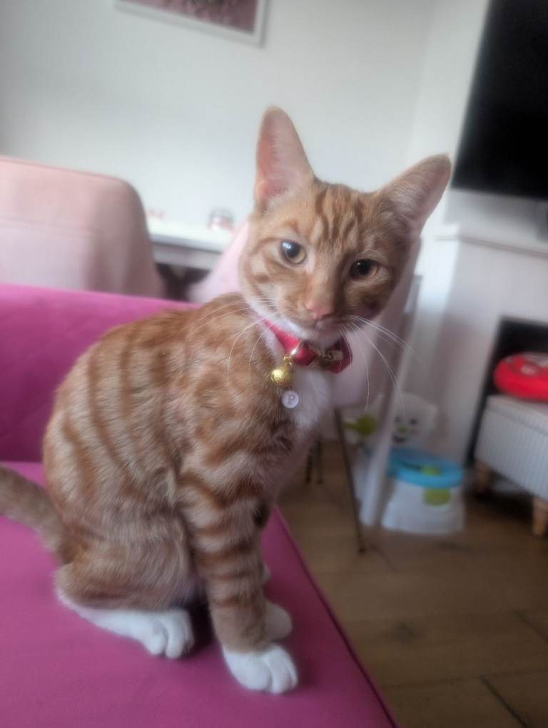 Lovely 5-Month-Old Ginger Male Kitten – Friendly Family Cat
