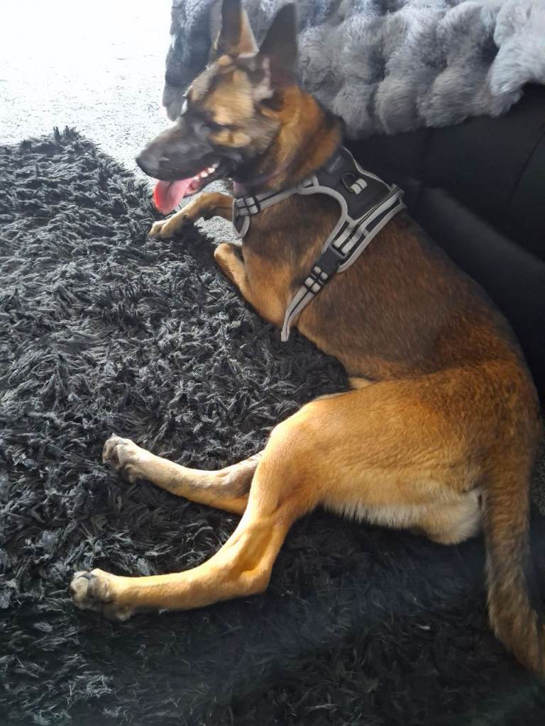 Belgian malinois 