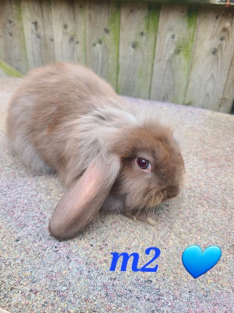 Baby lop rabbits ready now 