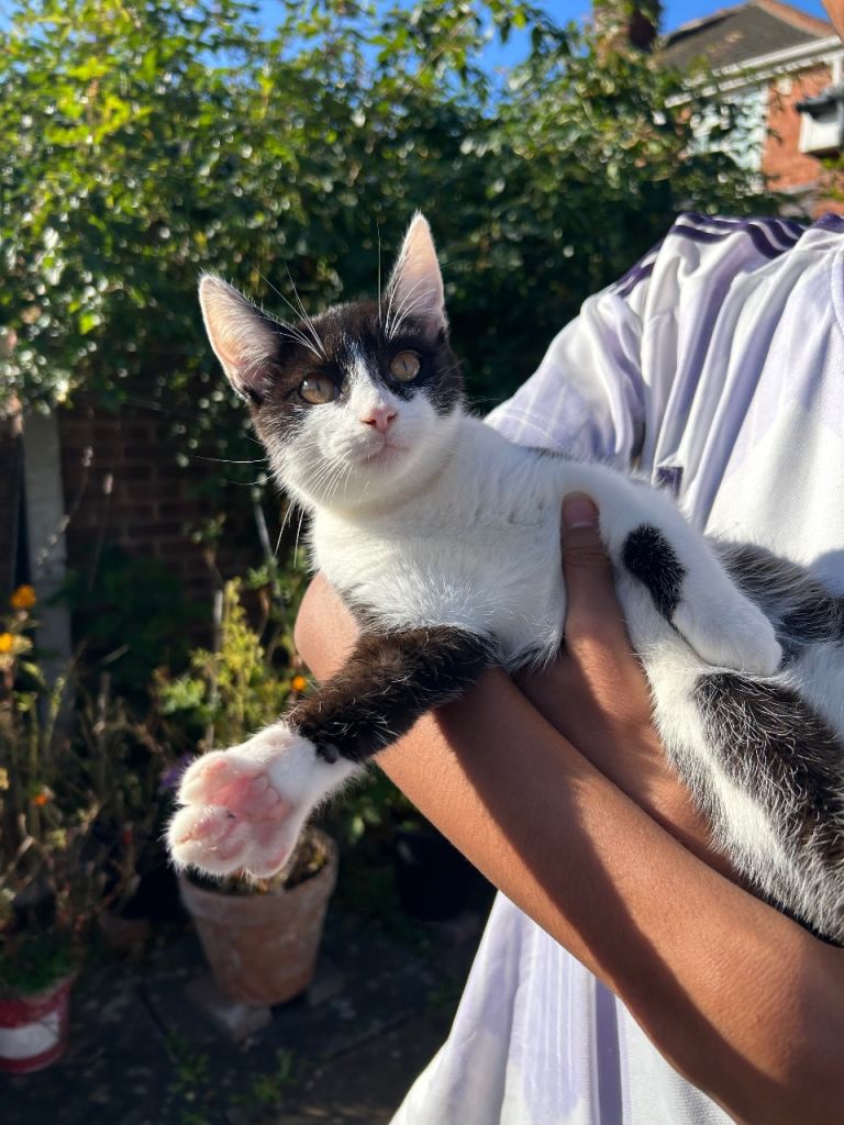Kittens for Sale