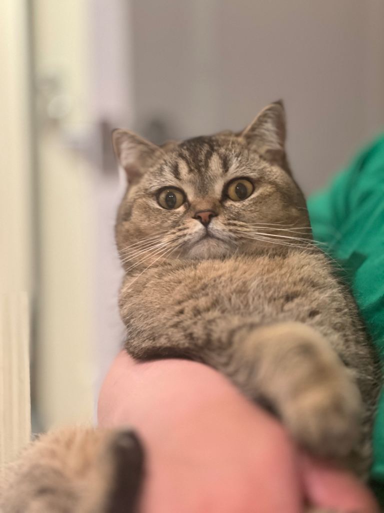 British shorthair 