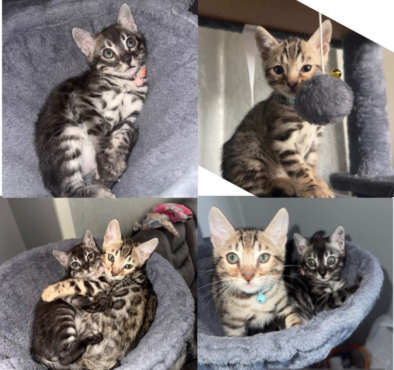 Bengal kittens £650 each 