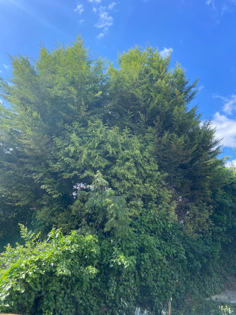 Tree cutting service