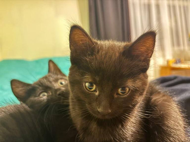 Kittens boy and girl both black 