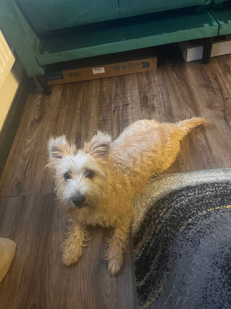 Lucky looking for new home