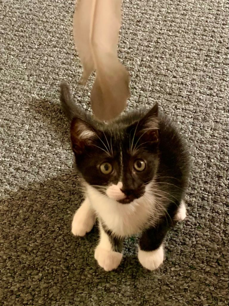 Fluffy female kitten 