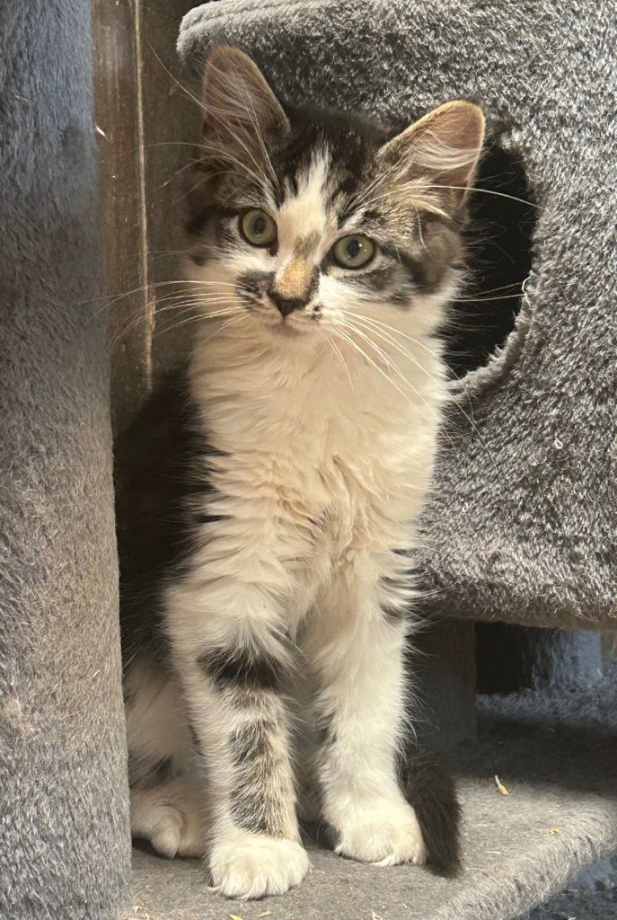 Kittens 