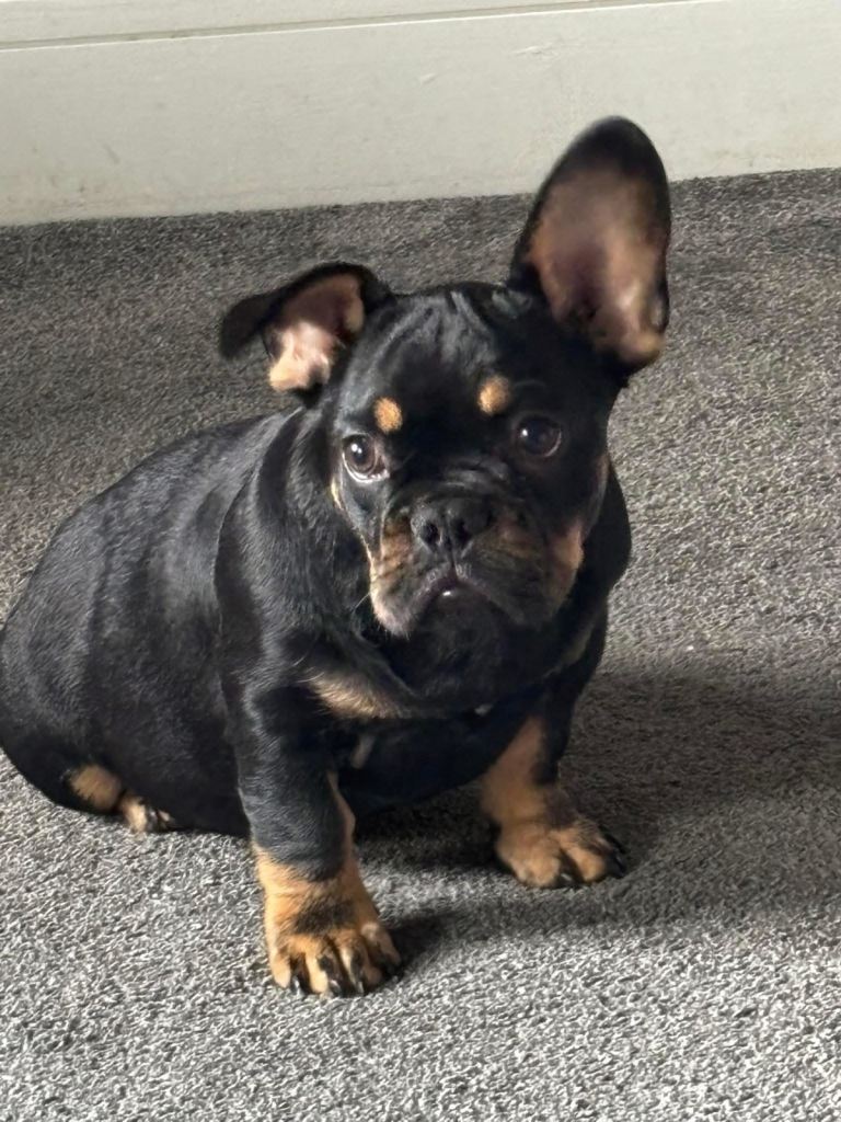 Black tan French bulldog boy