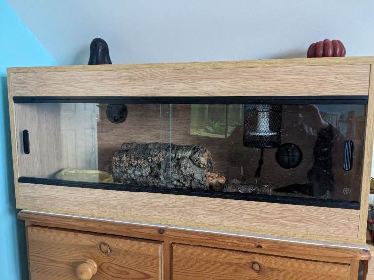 Corn snake and fully equipped vivarium. 