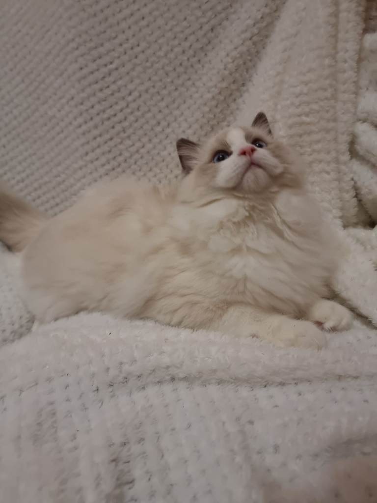 Ragdoll Kittens Active Register