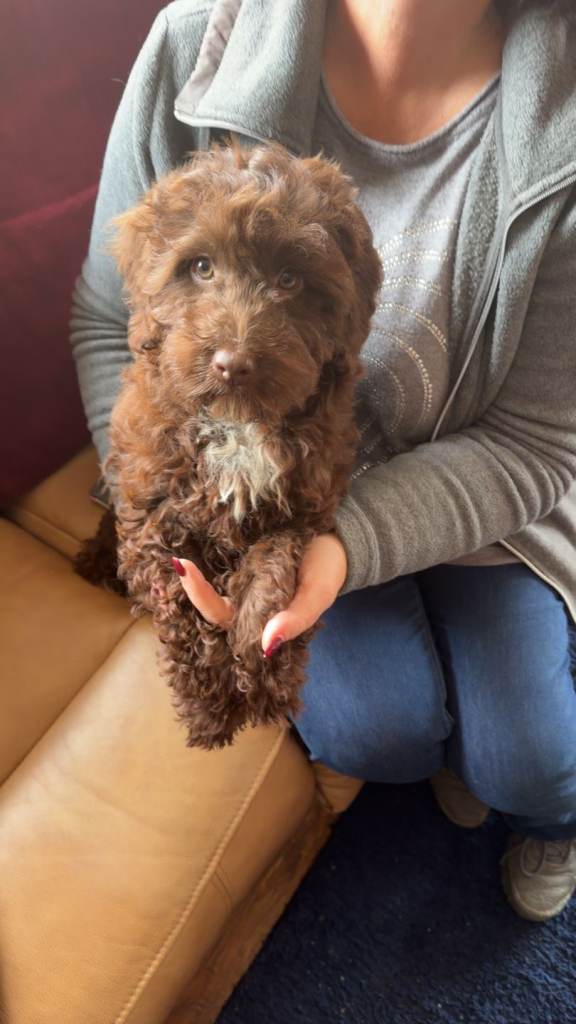 F1b Cockapoo Puppies