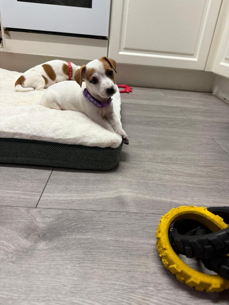 8 Week Old Jack Russel Puppies 